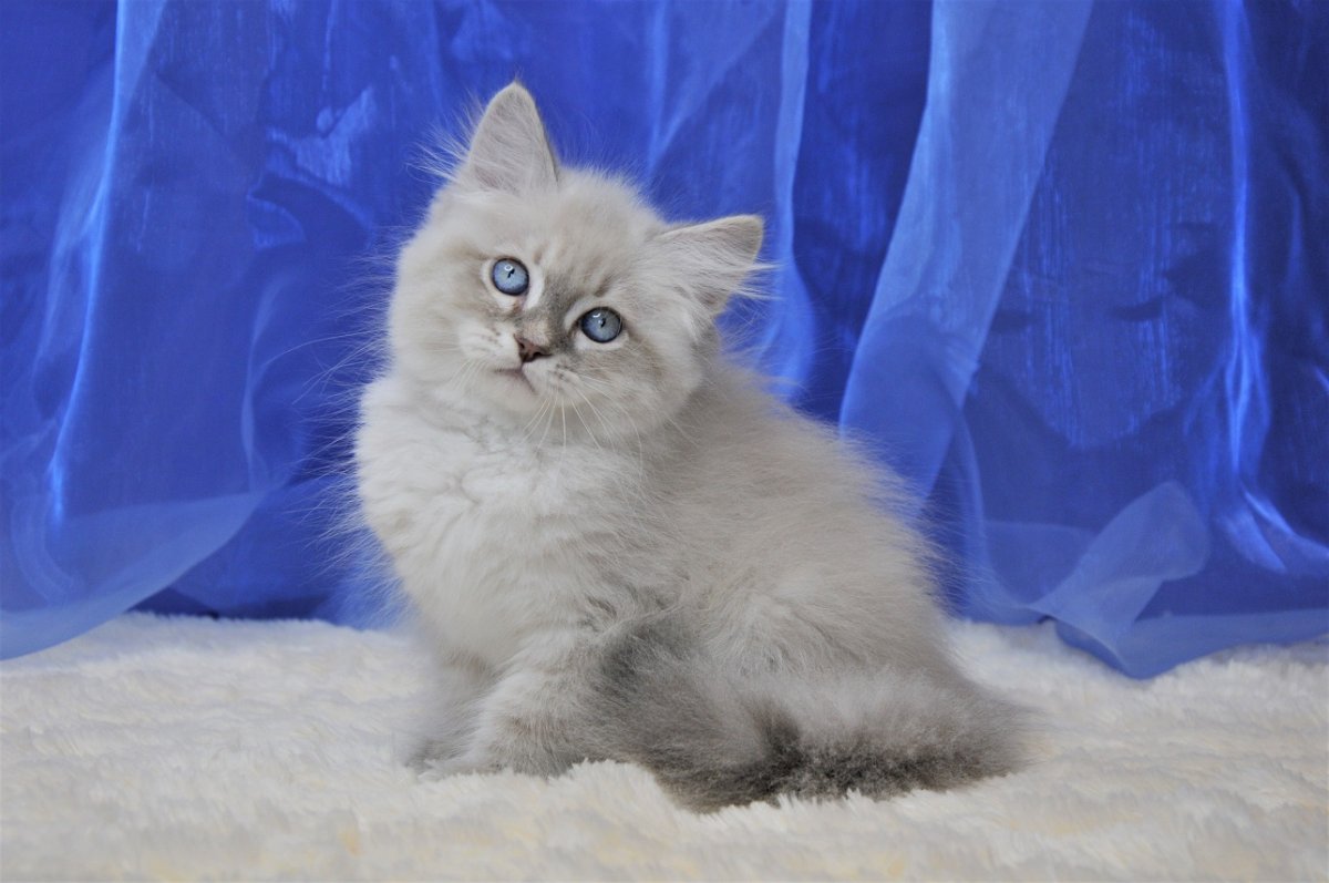 Немецкая маскарадная кошка