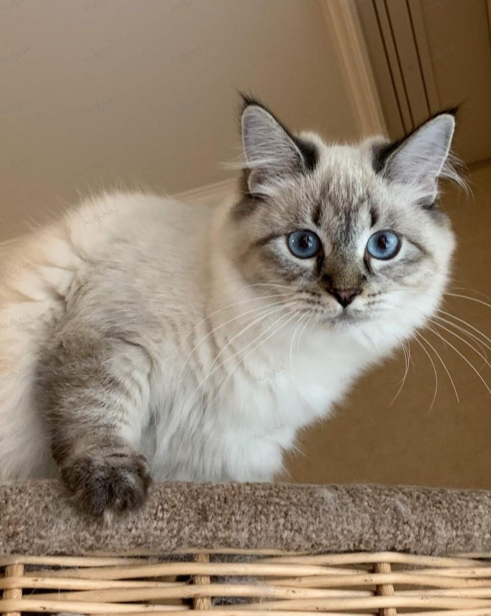 Невская маскарадная кошка с котятами