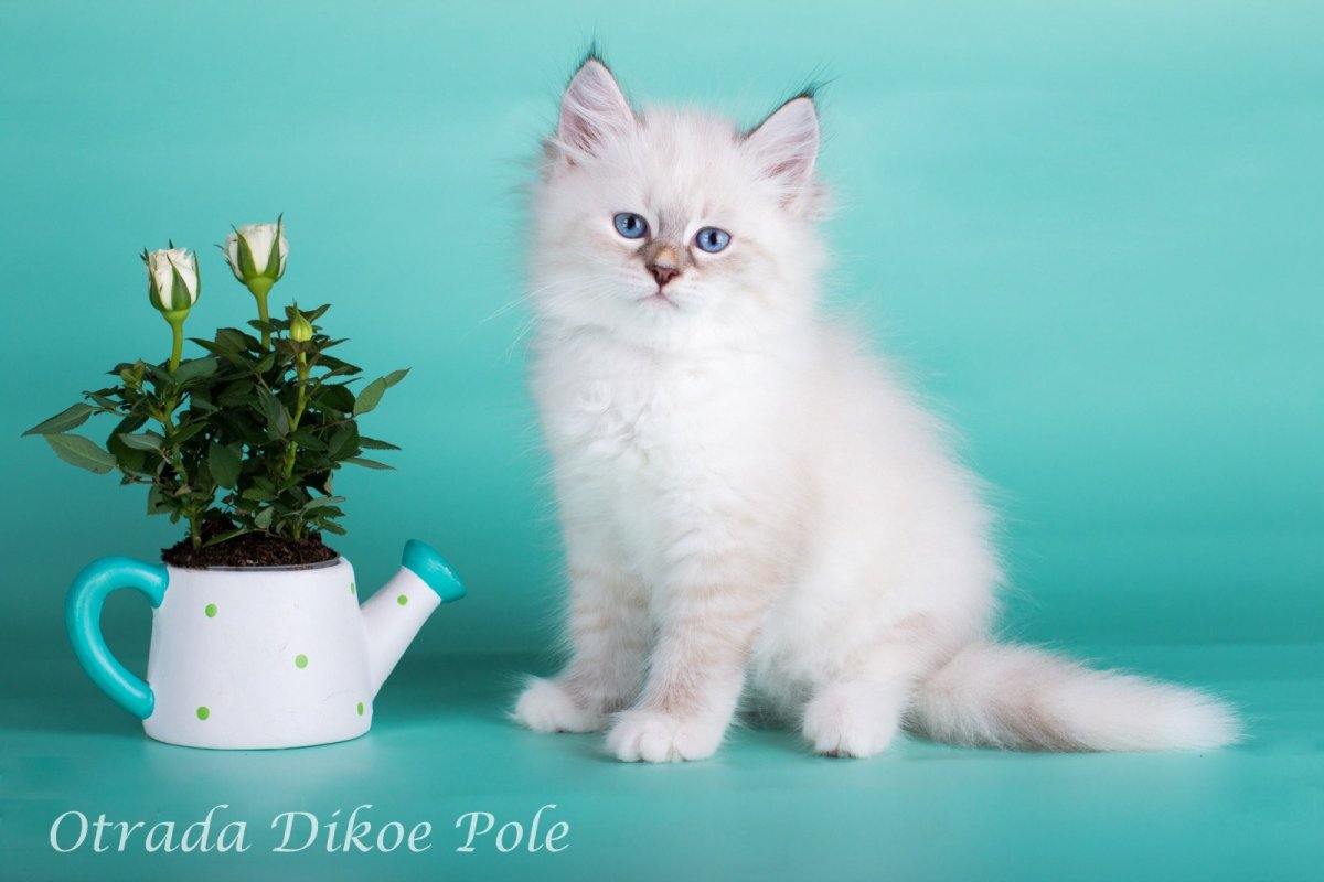 Невская маскарадная рыжая