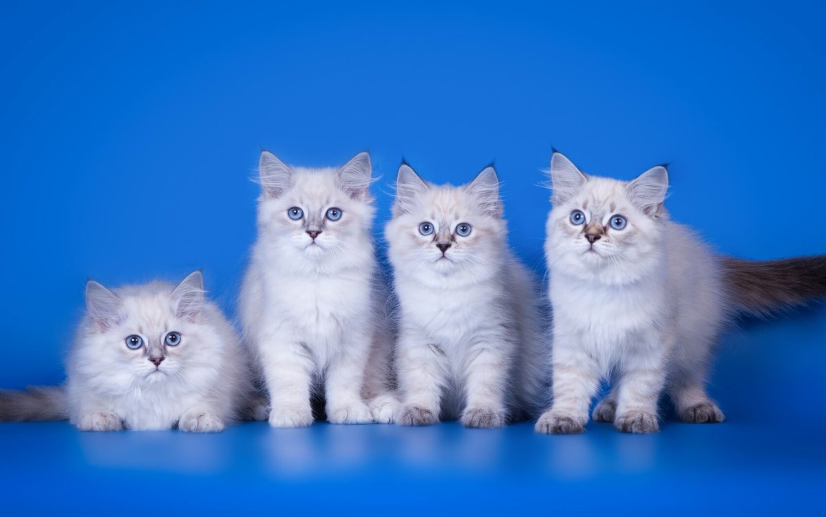 Хайленд страйт котята вискас