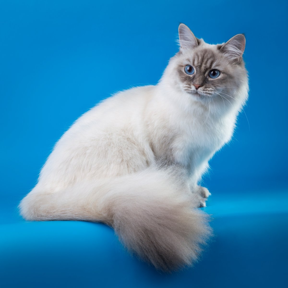 Стрижка Невской маскарадной кошки модельная