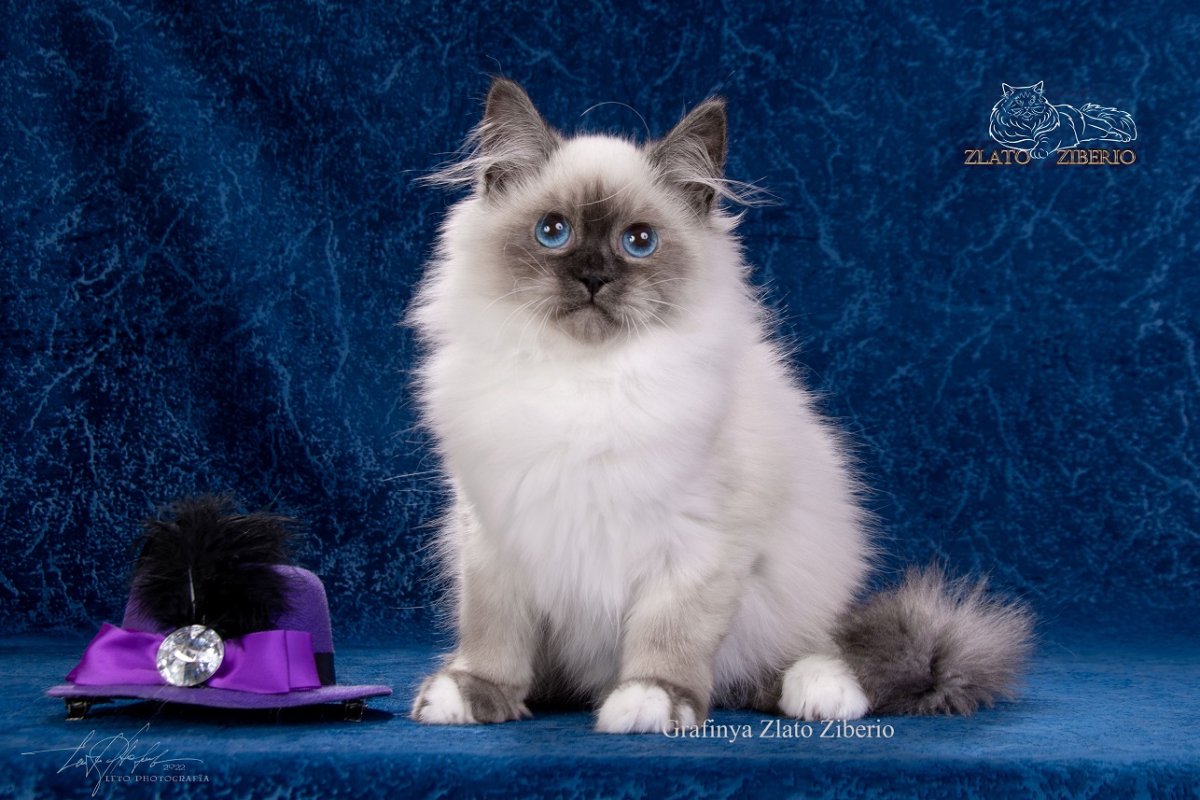 Невский маскарадный кот черно белый