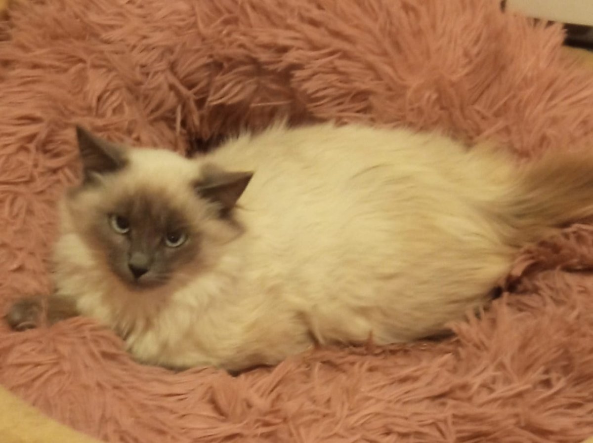 Почему Невский маскарадный кот линяет в 6 месяцев