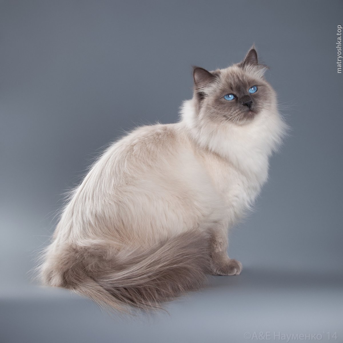 Невский Модерн питомник Невских маскарадных кошек