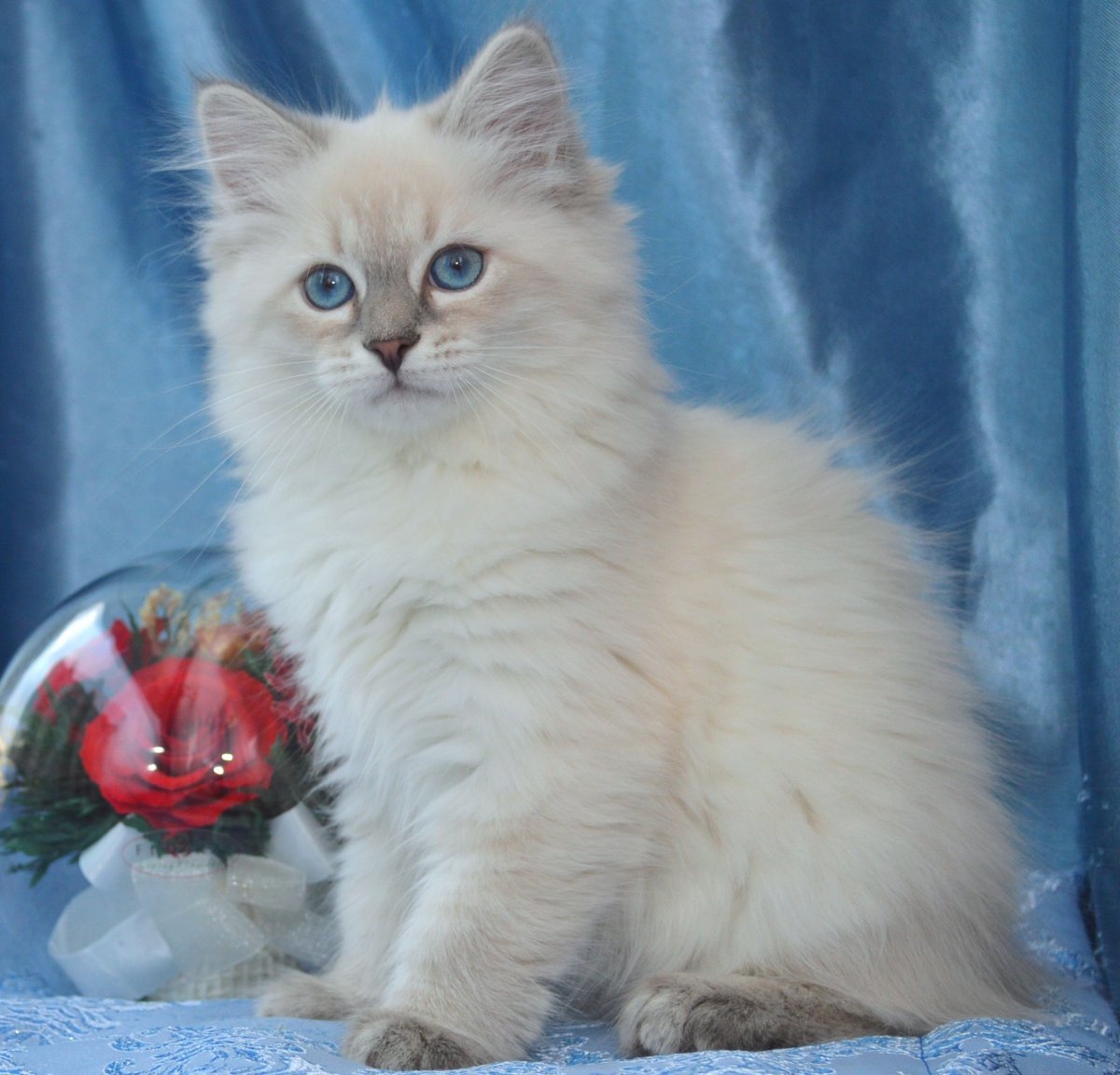 Чистокровная Невская маскарадная кошка