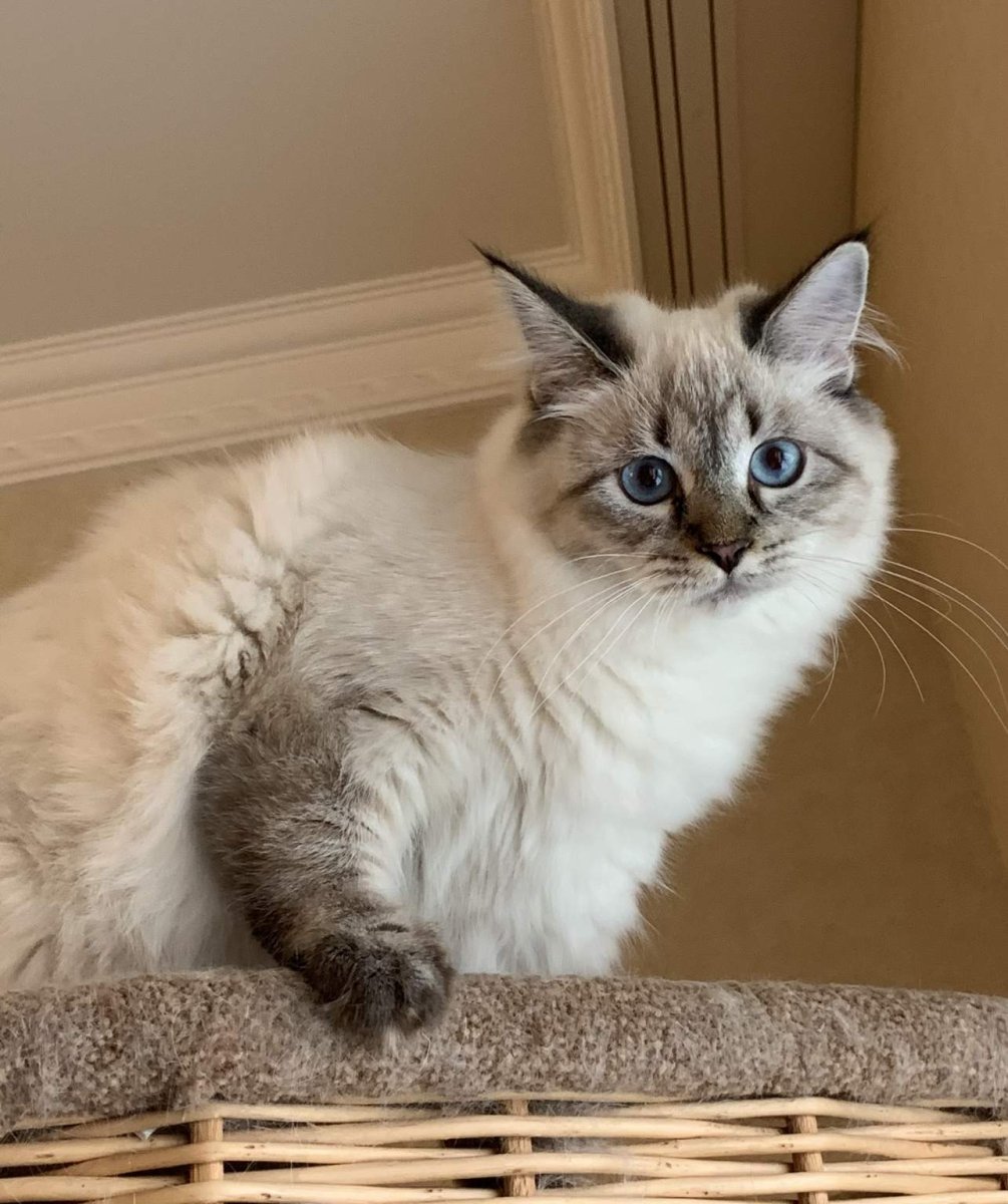 Окрас тебби Пойнт Невская маскарадная кошка