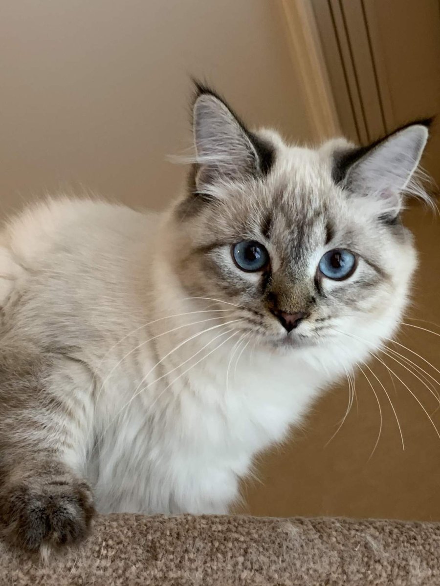 Невская маскарадная котята