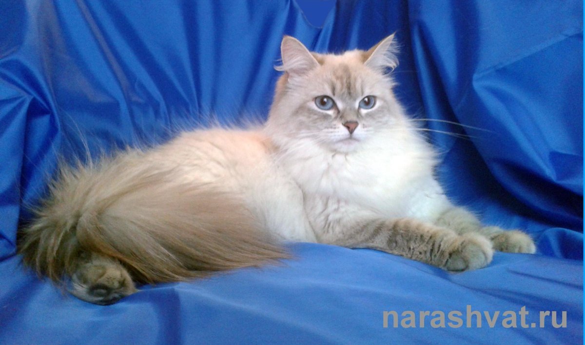 Невская маскарадная рыжая