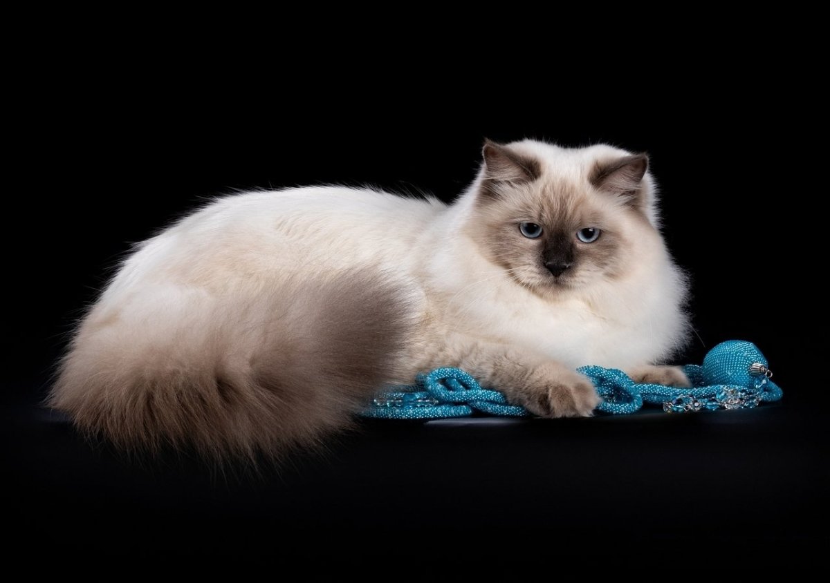 Чемпионы кошки Невская маскарадная