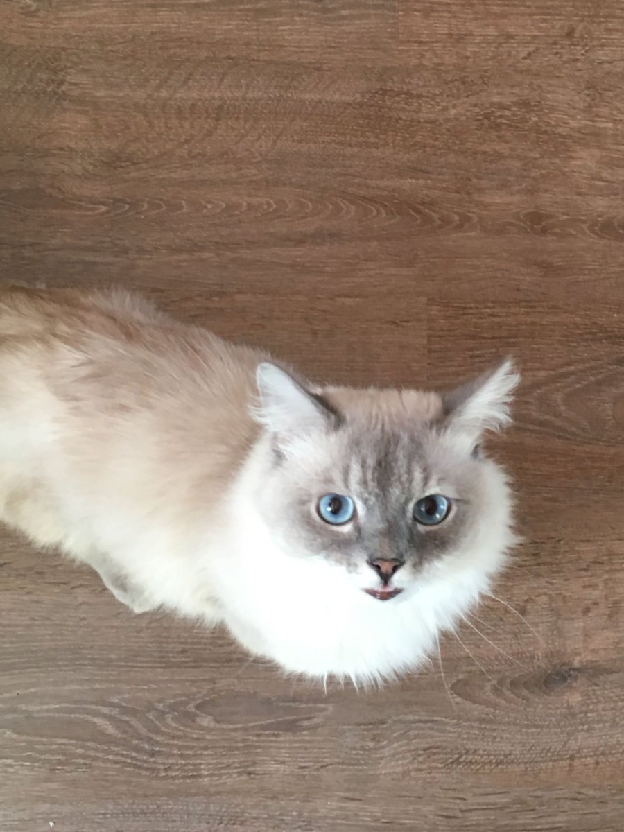 Кот метис Невская маскарадная