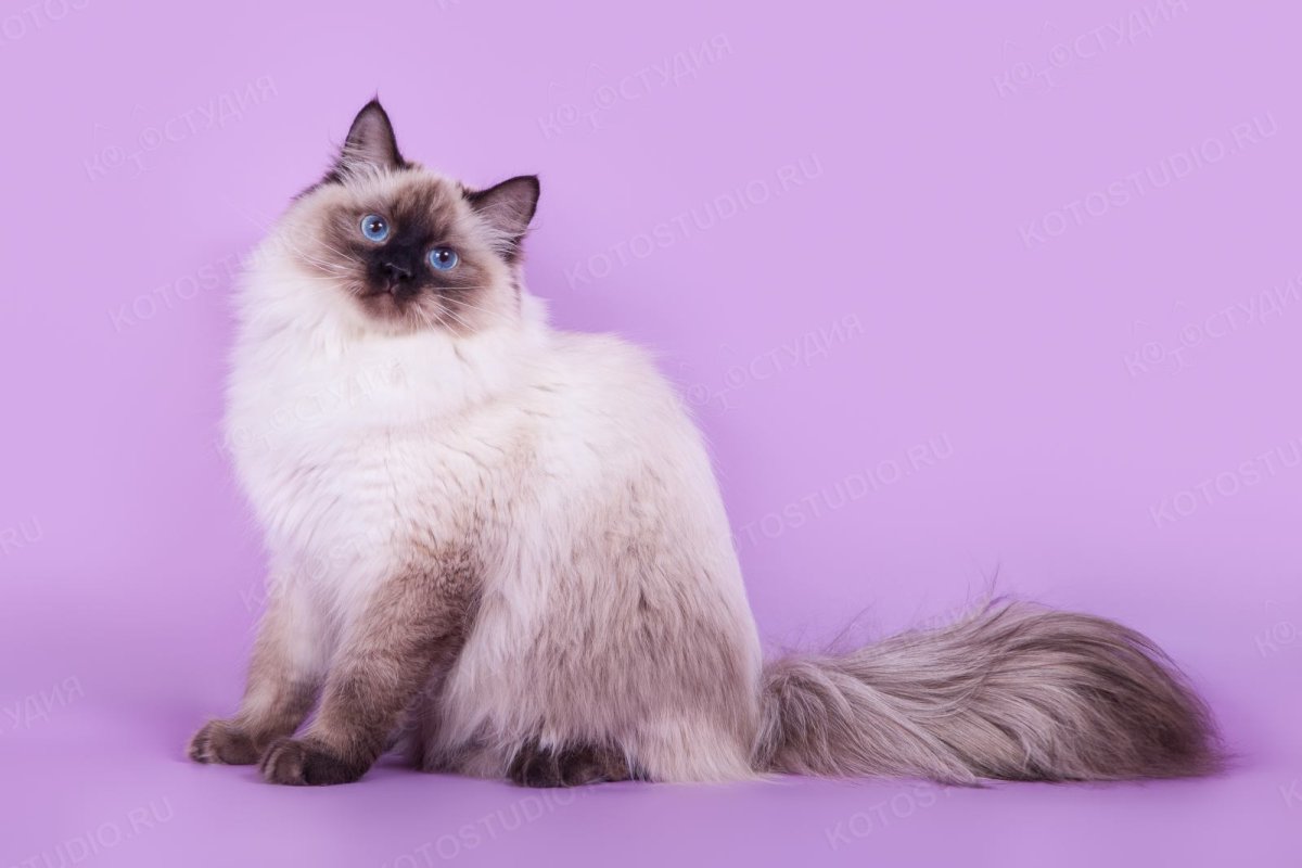 Невса я маскарадная кошка