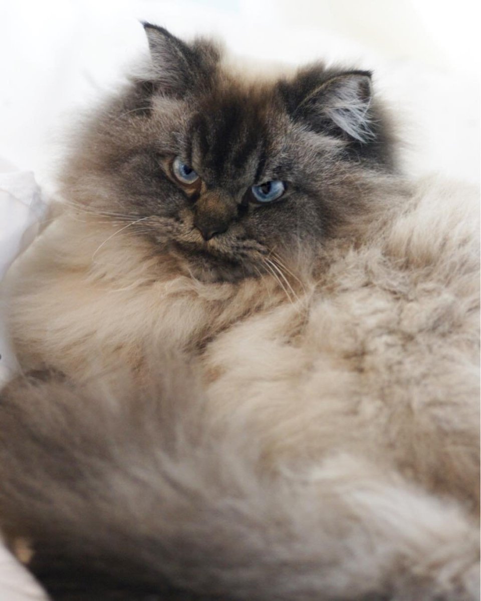 Рэгдолл и Невская маскарадная