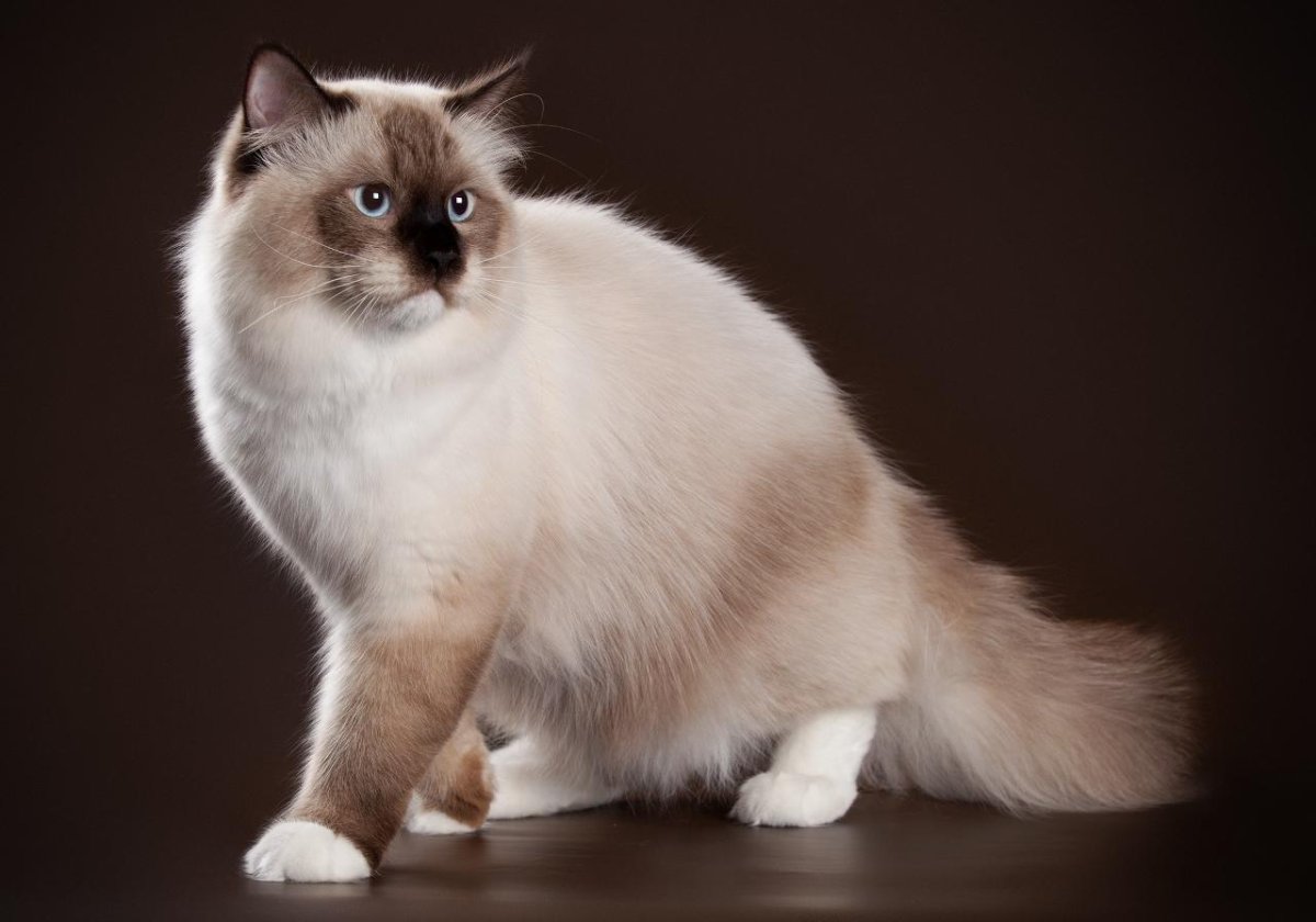 Невская маскарадная черепаховый окрас