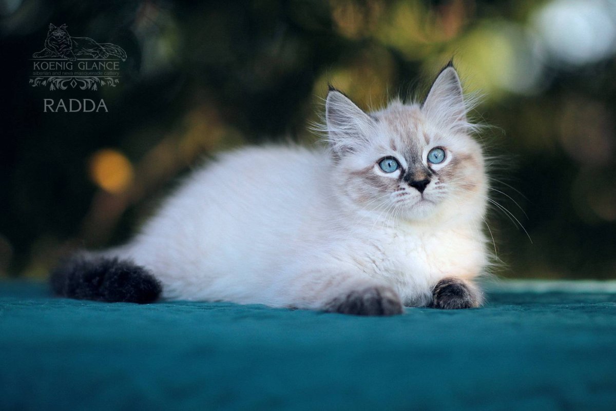 Священная Бирма Невская маскарадная