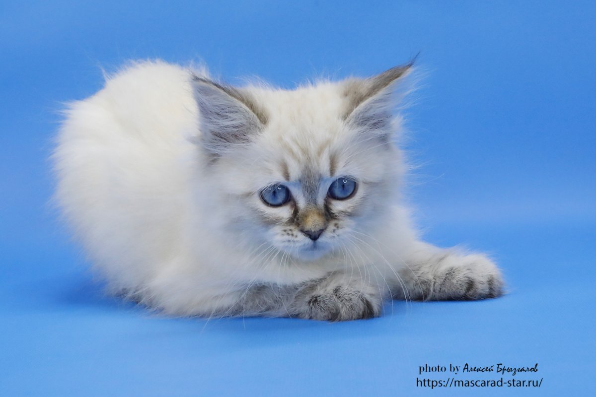 Обои на рабочий стол Невские маскарадные