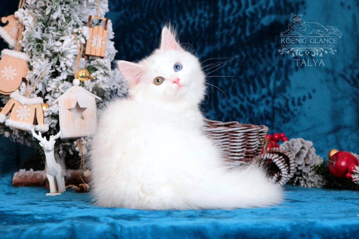 Новогодние картинки с английскими невскими маскарадными кошками