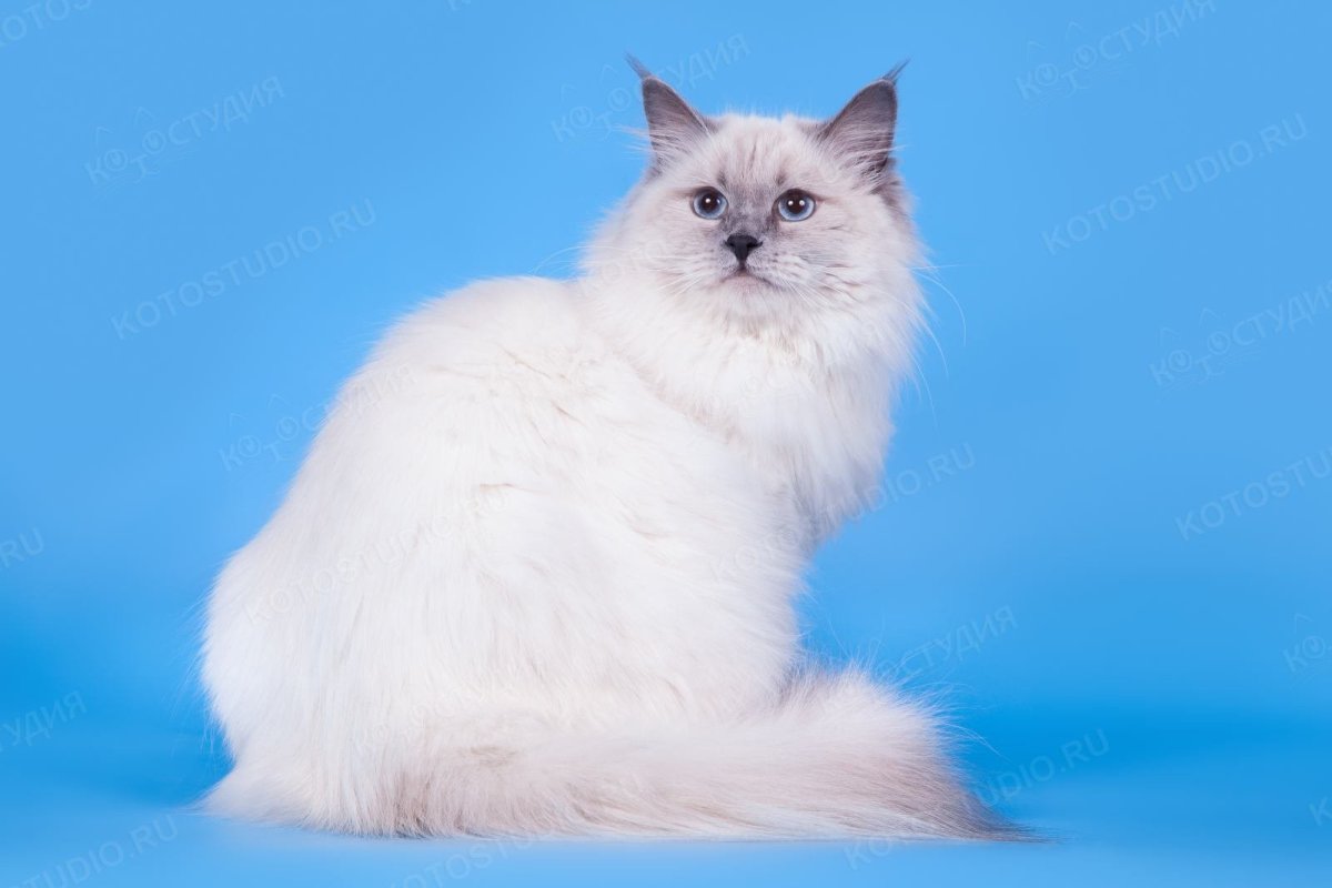 Котенок Невская маскарадная чистокровная