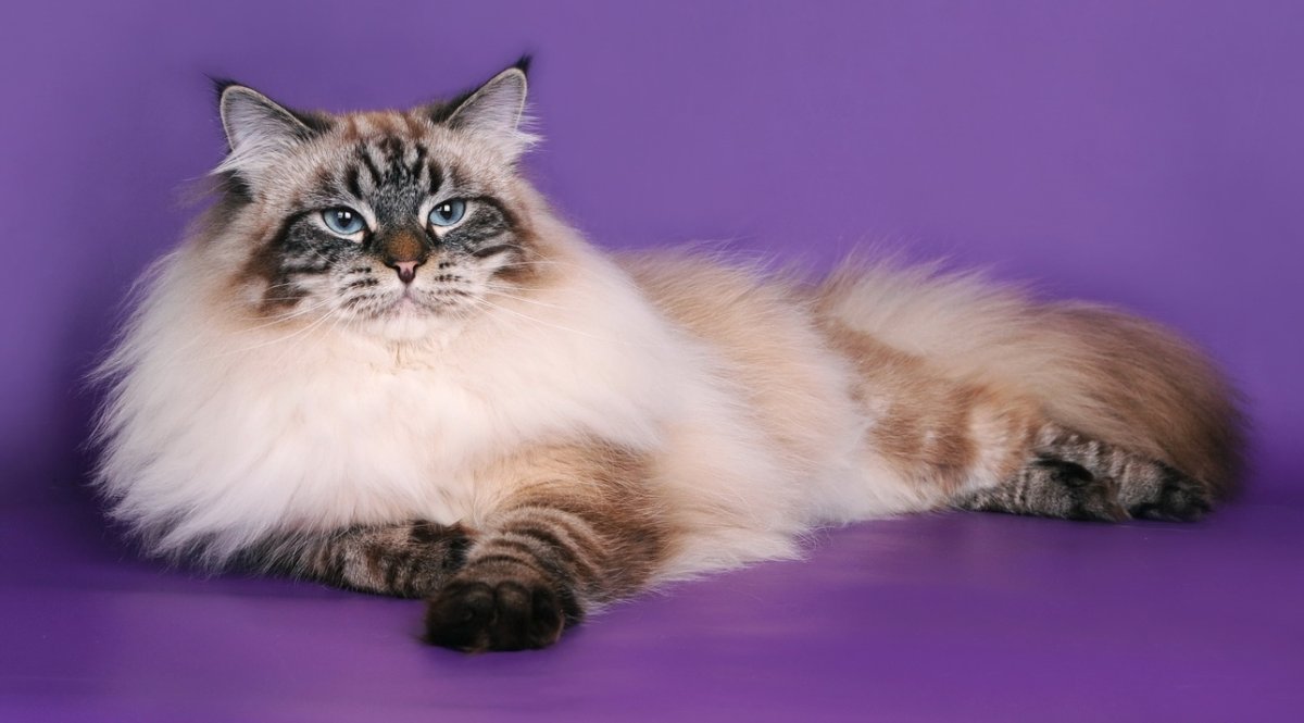 Сибирская Невская маскарадная