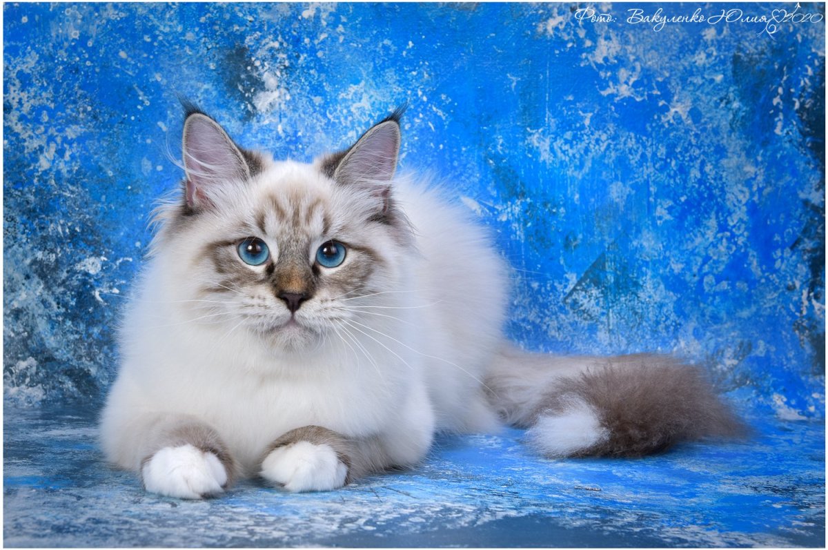 Фелисити кошка Невская маскарадная