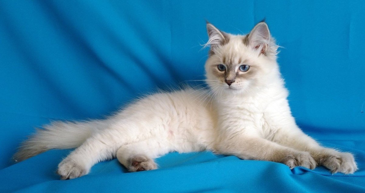 Невская маскарадная короткошерстная