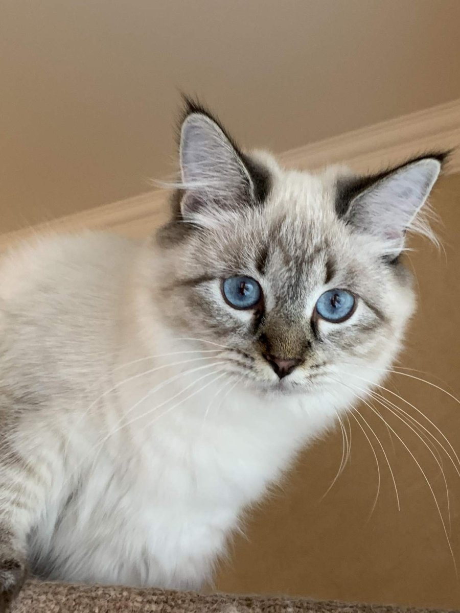 Сибирская кошка голубоглазая