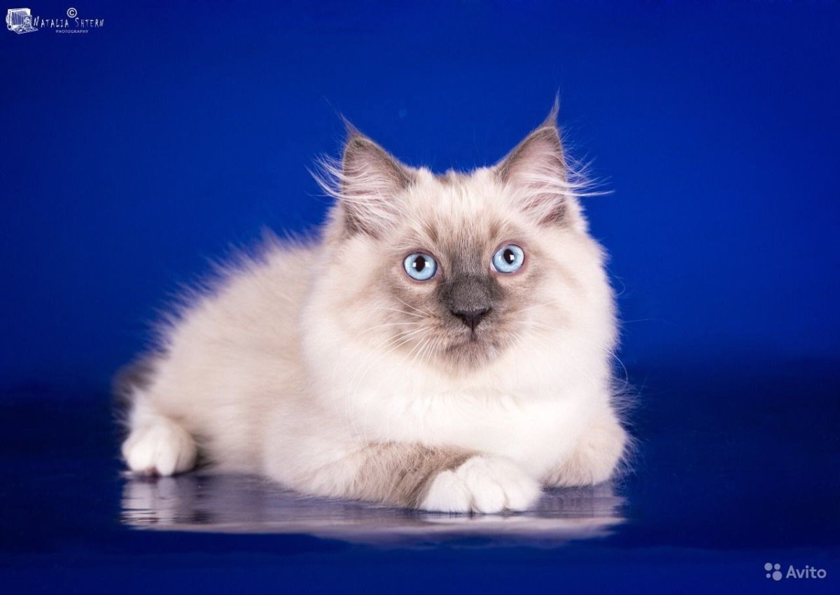 Невский маскарадный Блю поинт