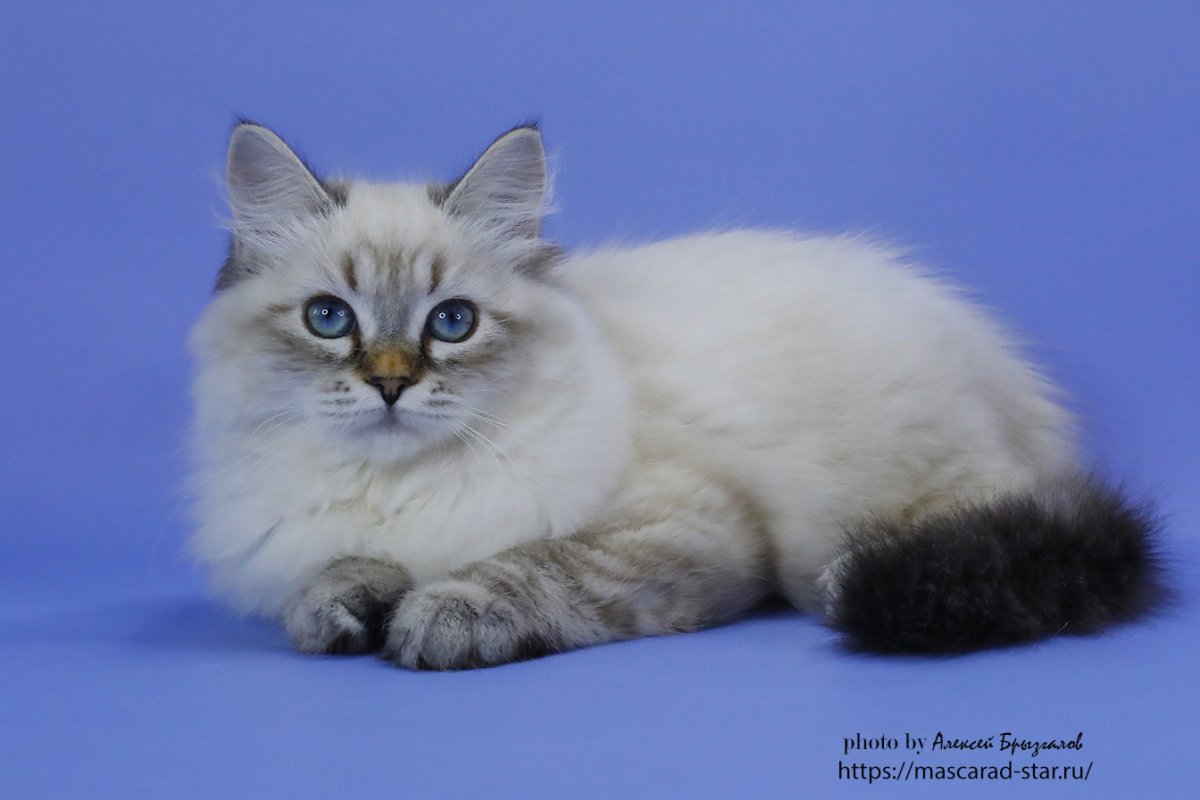 Статуэтка Невская маскарадная