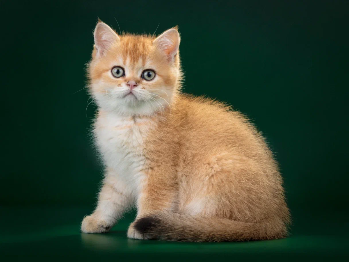 Британская Золотая шиншилла ny11