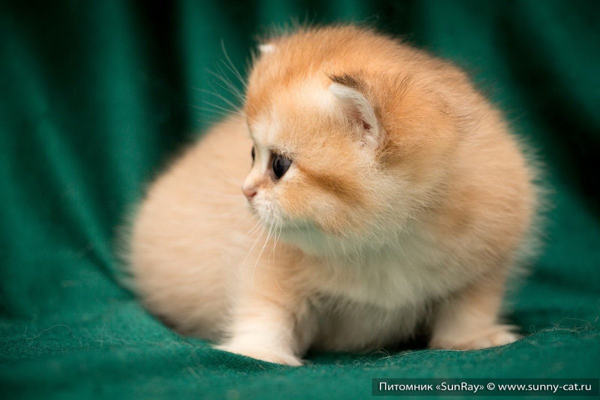 Питомник Золотая шиншилла