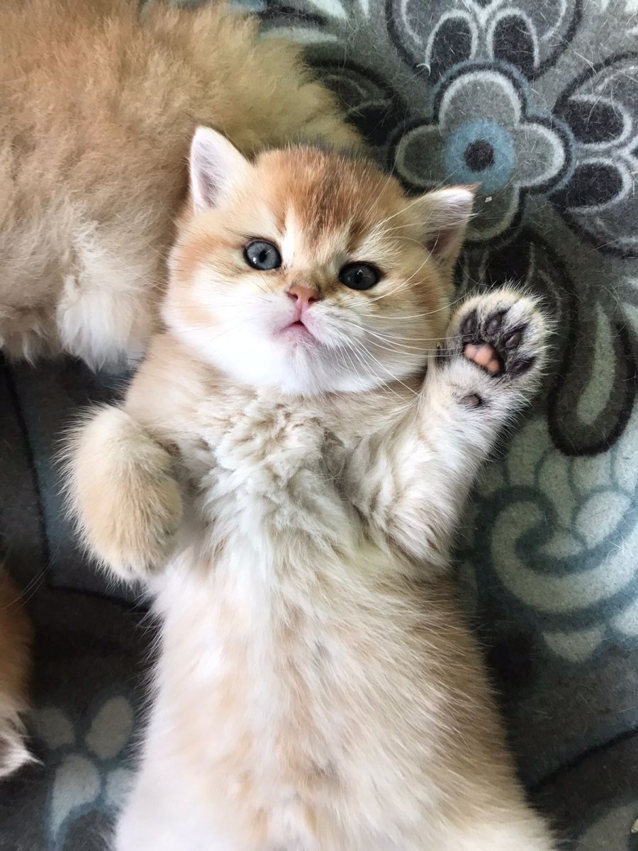 Шотландские котята обычные