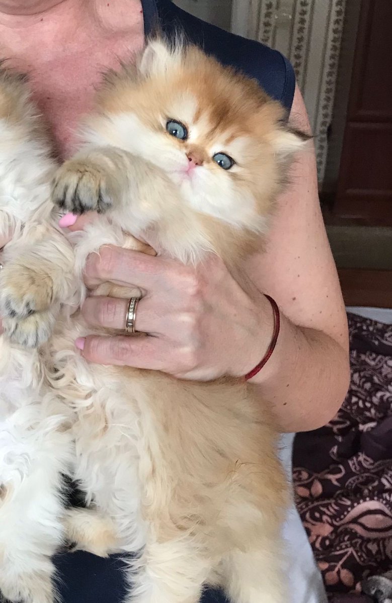 Котята купить