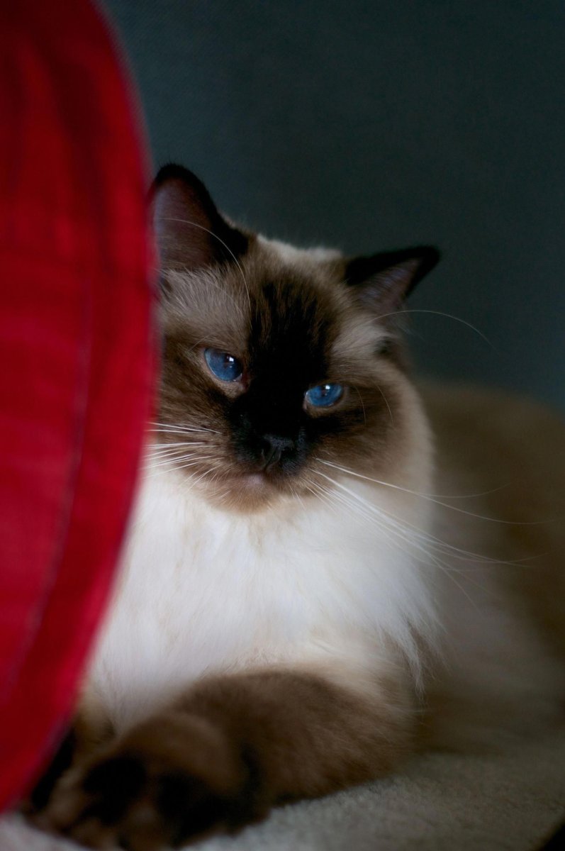 Балинезийская Рэгдолл