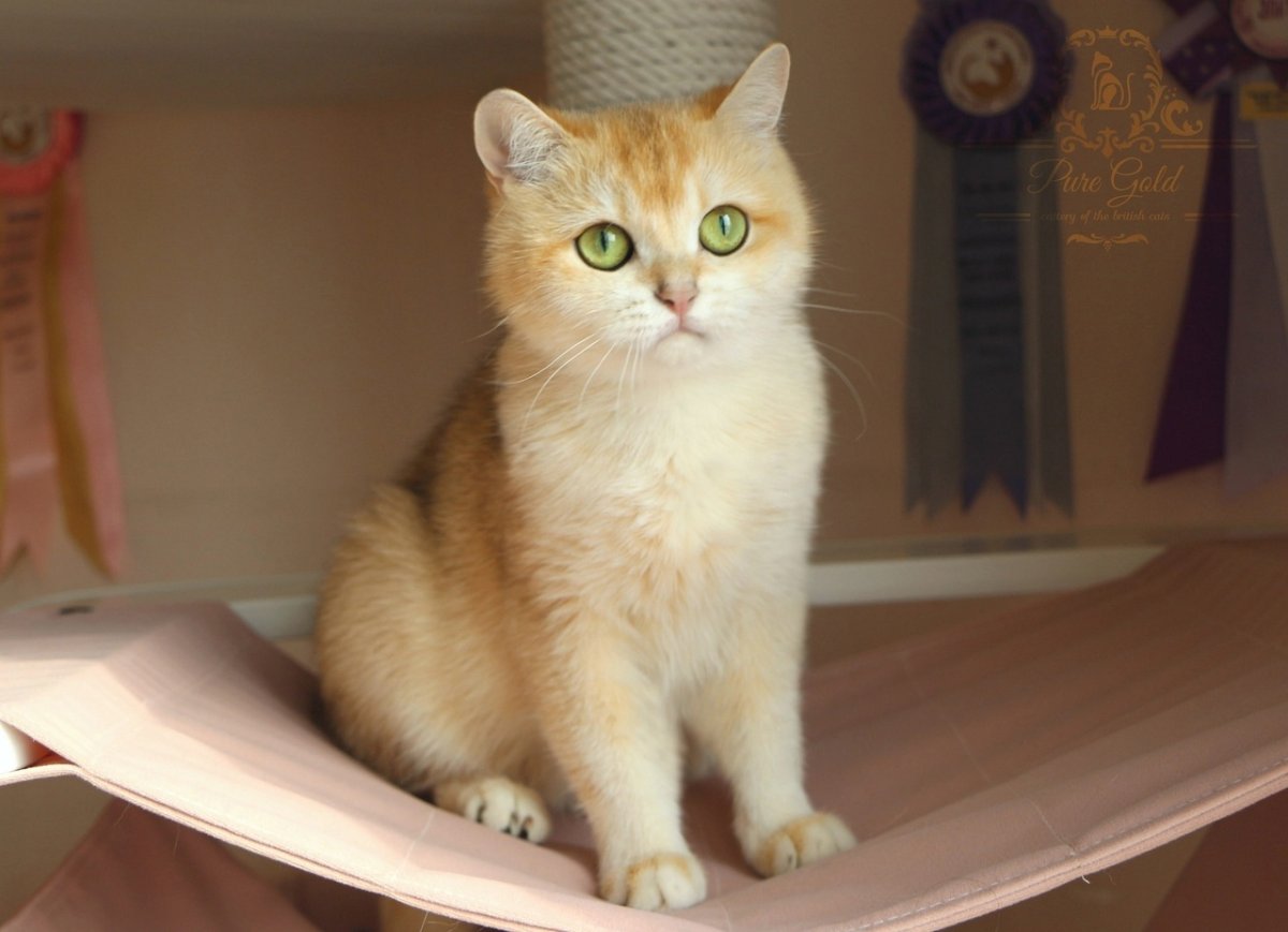 Золотая шиншилла ny12