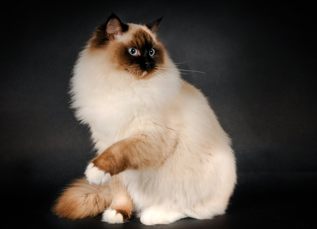 Балинезийский Рэгдолл