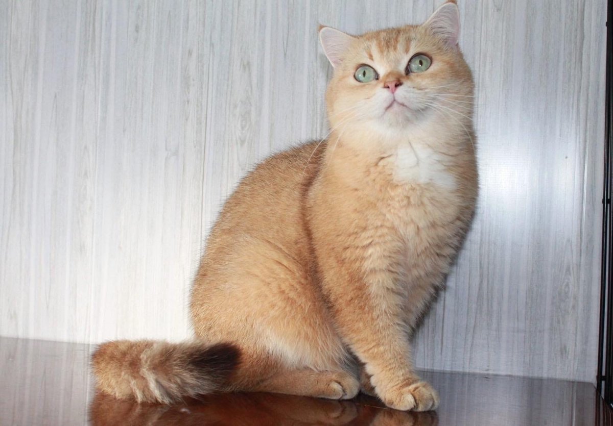 Скоттиш страйт Золотая шиншилла