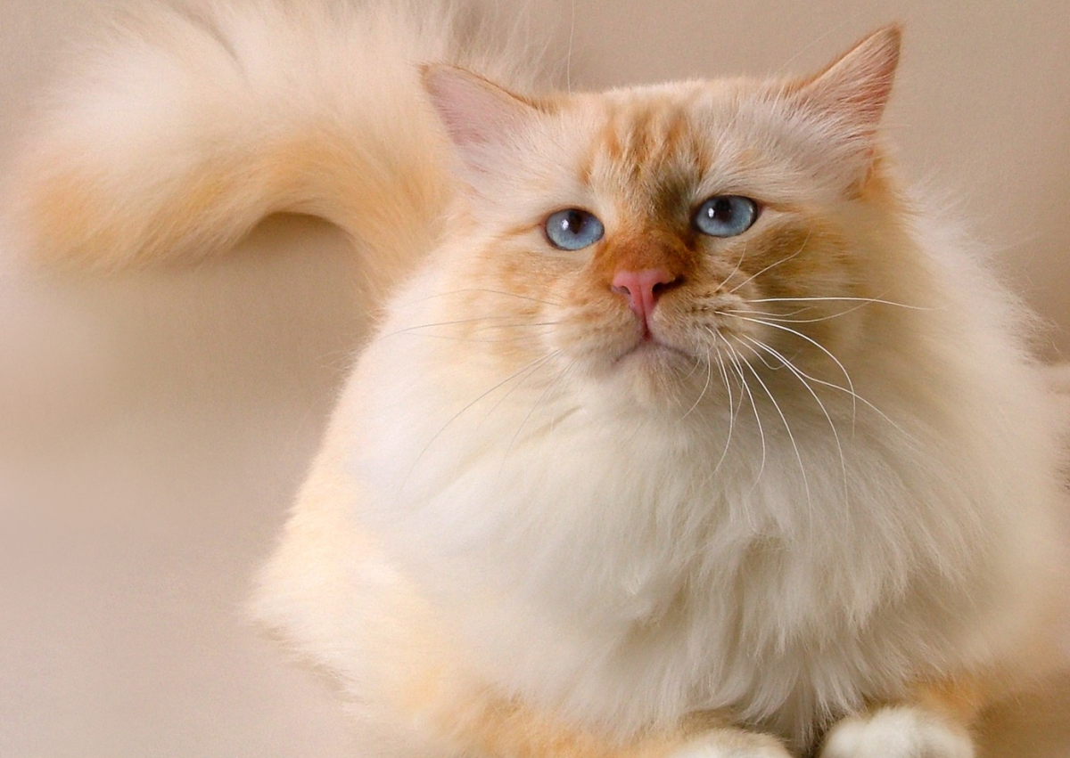 Рэгдолл кошка ред Пойнт