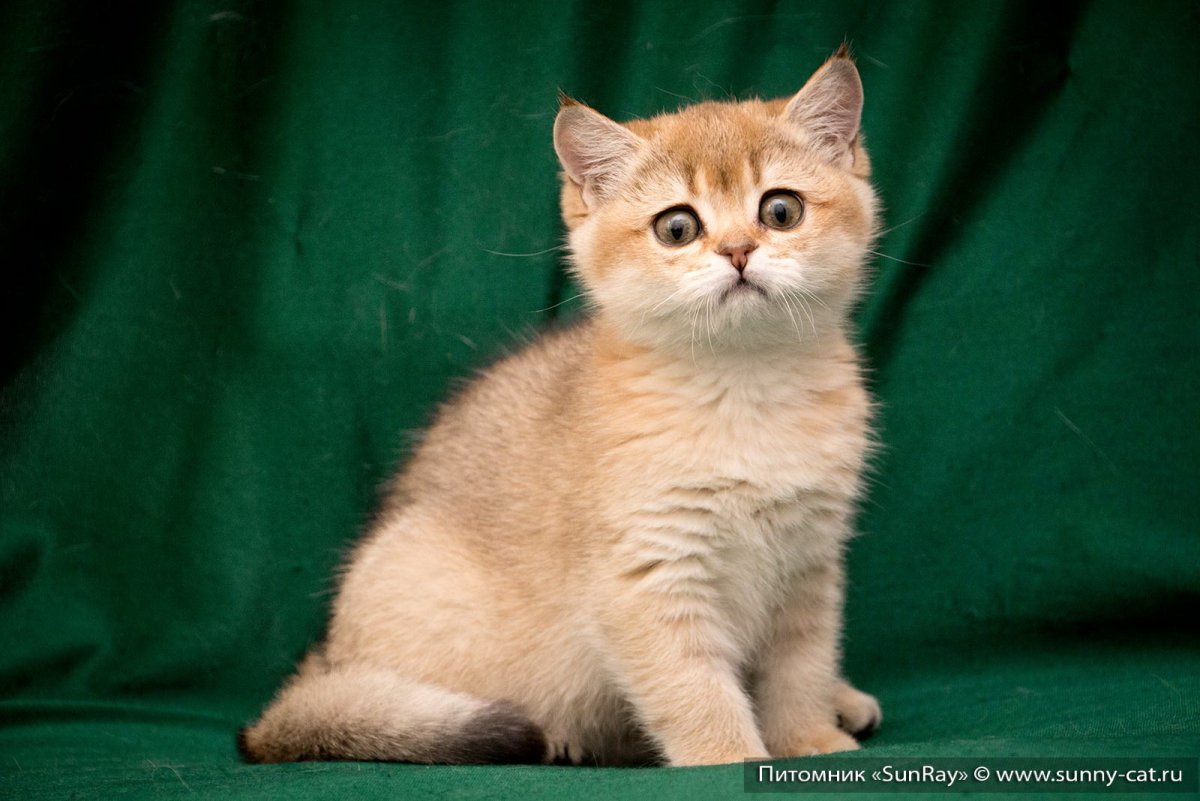 Ред голд кошка