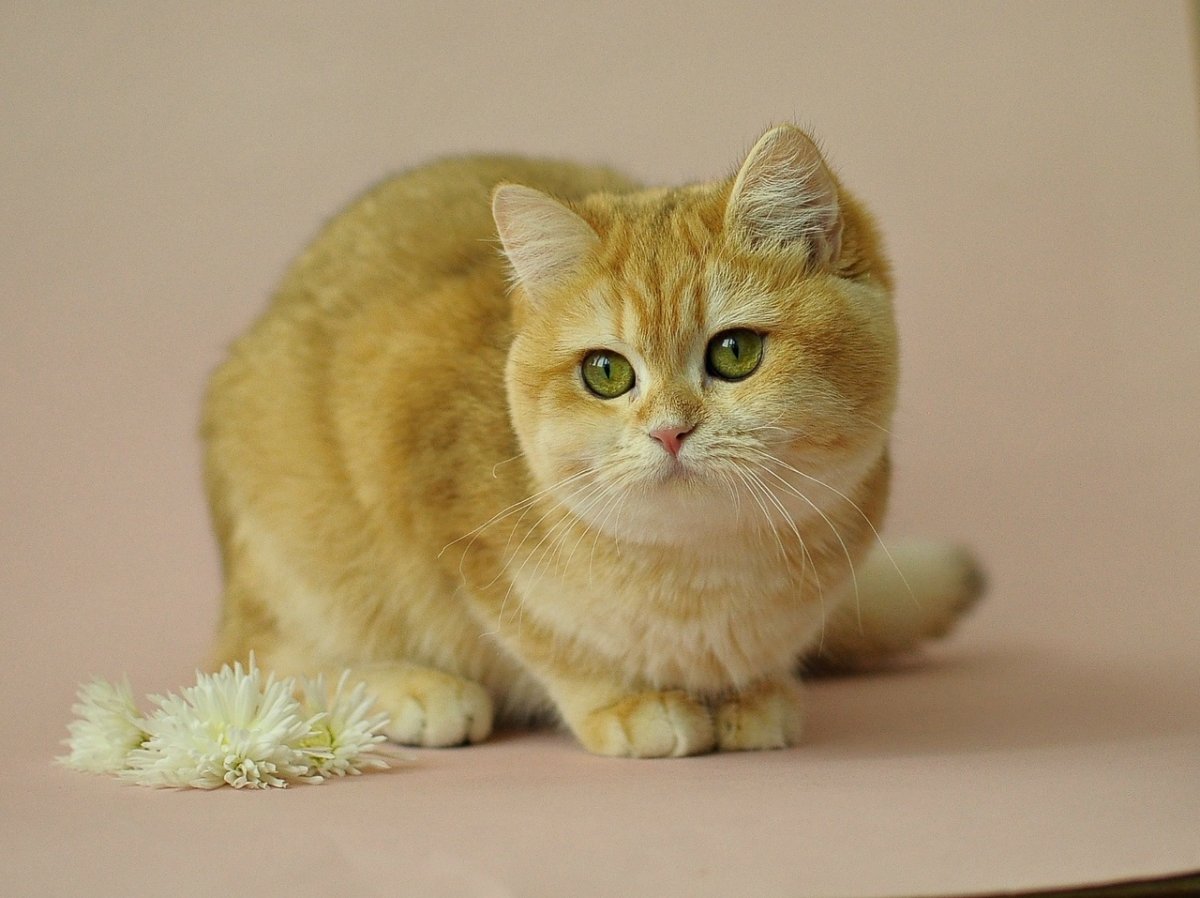 Британская короткошёрстная Золотая шиншилла