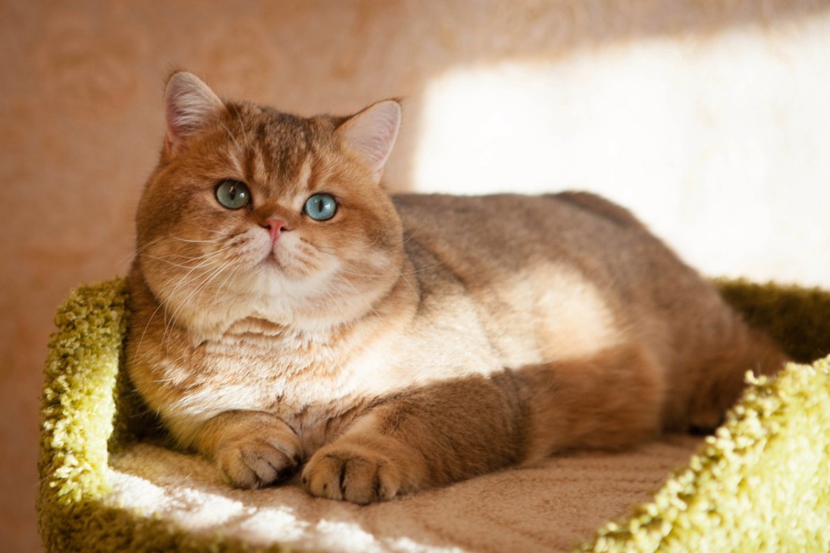 Family Fox питомник британских золотых кошек