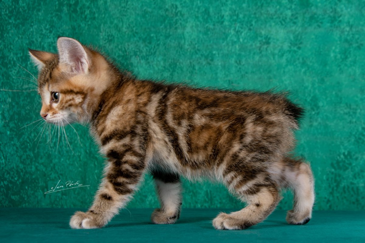 Курильский бобтейл золотой мраморный