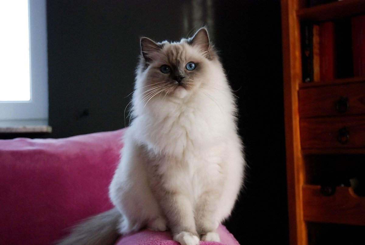 Рэгдолл вислоухий