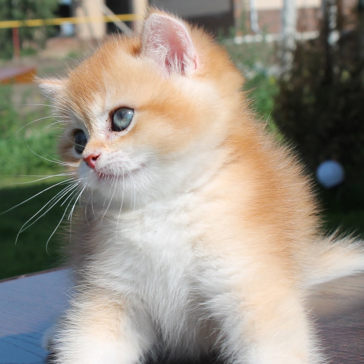 Британская шиншилла NY 1133