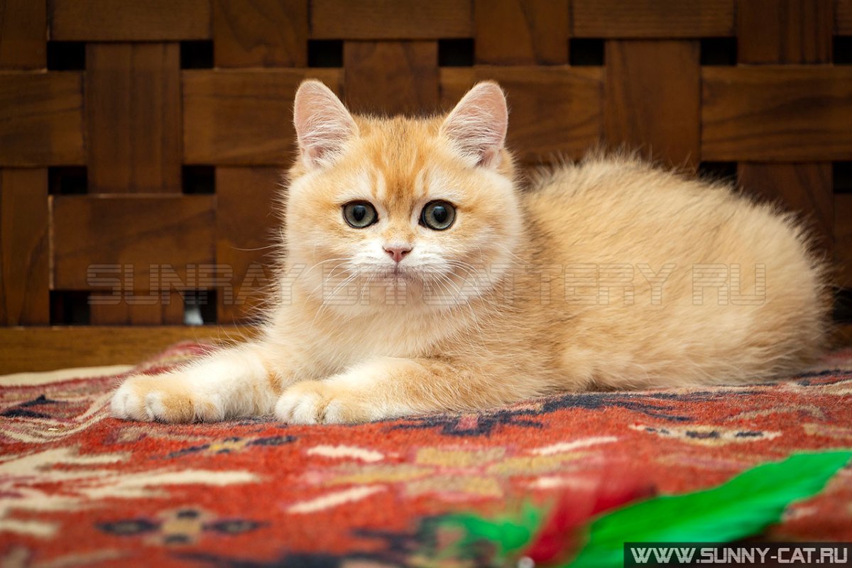 Золотая шиншилла