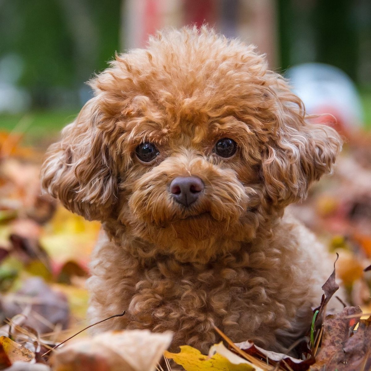 Бишон пудель рыжий