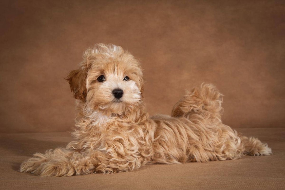 Порода мальтипу