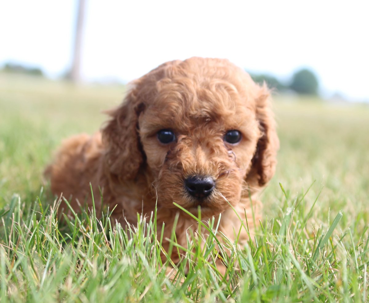 Той пудель миниатюрный