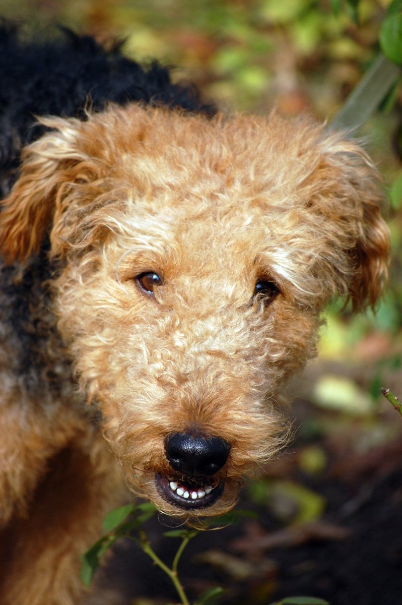 Коричневая кудрявая собака