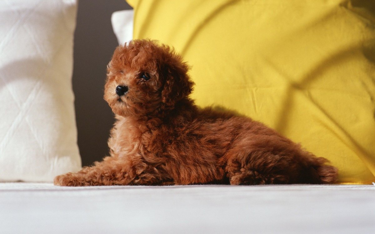 Бишон фризе рыжий