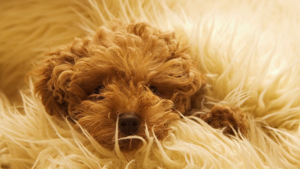 Шерсть животных