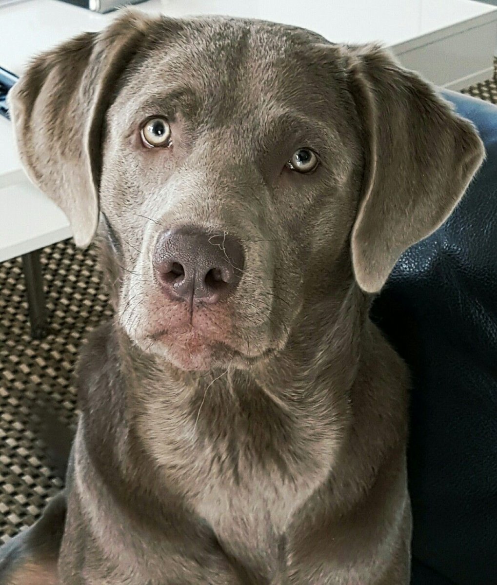 Лабрадор грей